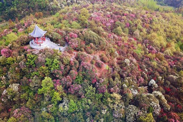 人山人海的贵州毕节百里杜鹃，如何避开人群拍到美照攻略来了