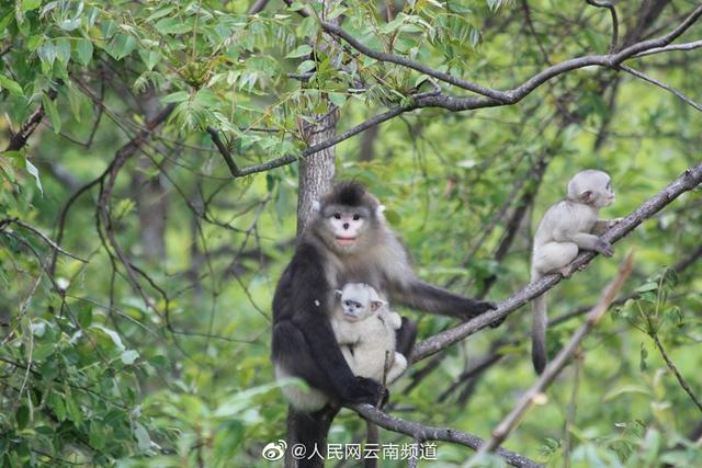 极小种群物种之滇金丝猴