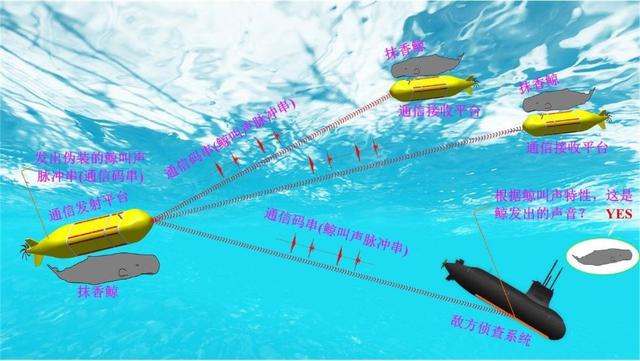 我国水下通信新突破，世界首次模仿鲸鱼声音传讯息，潜艇卫星直链