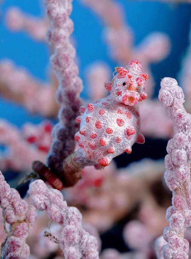 摄影师拍摄神奇海洋生物，波纹唇鱼吸引眼球