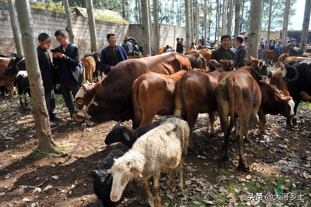 实拍大凉山牲畜交易市场，买卖双方谈好价就数钱，一天交易六千头