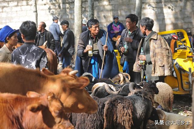 实拍大凉山牲畜交易市场，买卖双方谈好价就数钱，一天交易六千头