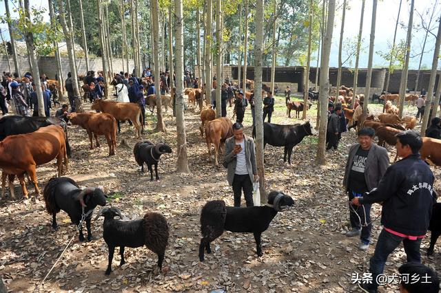 实拍大凉山牲畜交易市场，买卖双方谈好价就数钱，一天交易六千头