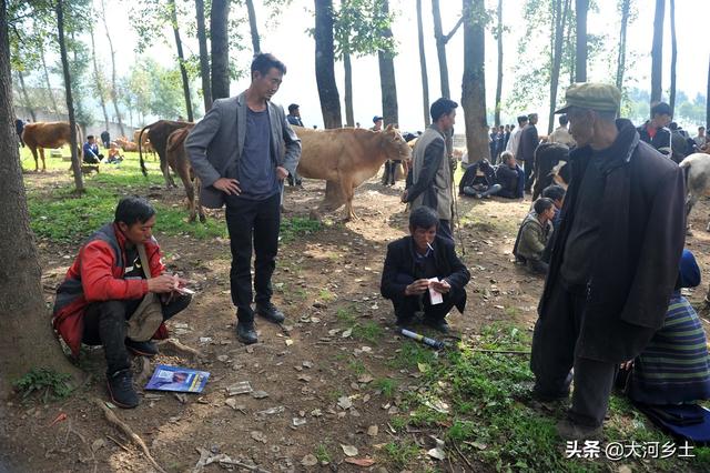 实拍大凉山牲畜交易市场，买卖双方谈好价就数钱，一天交易六千头