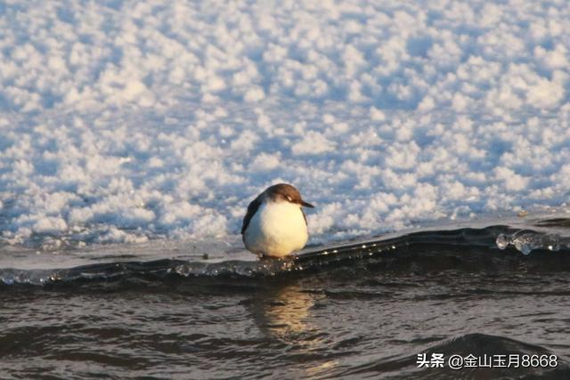 冬季捕鱼的河乌