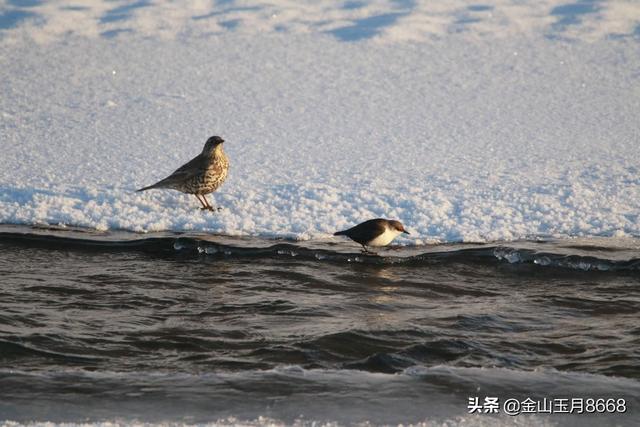 冬季捕鱼的河乌