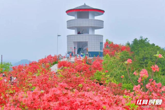 花草新闻社│赏长寿乡最美春色 怀化麻阳高村200亩杜鹃花开