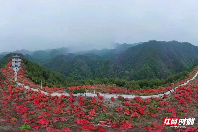 花草新闻社│赏长寿乡最美春色 怀化麻阳高村200亩杜鹃花开