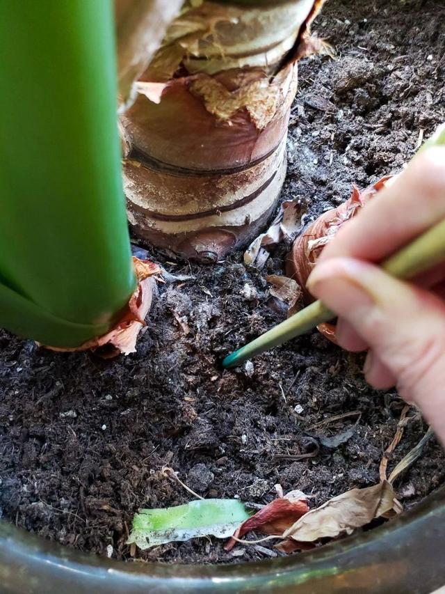 土壤结块，土面泛白，难怪植物会叶黄枯萎，教你一招轻松解决