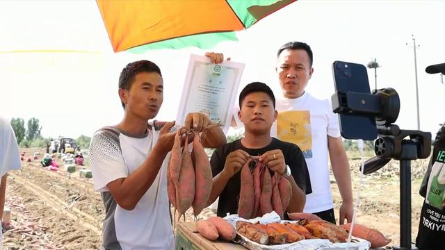 秋收见闻｜父与子的甘薯种植接力