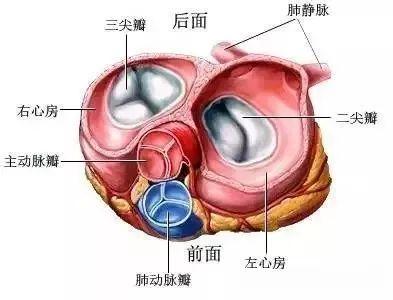 图文详解——心脏瓣膜：主动脉瓣、二尖瓣、肺动脉瓣、三尖瓣