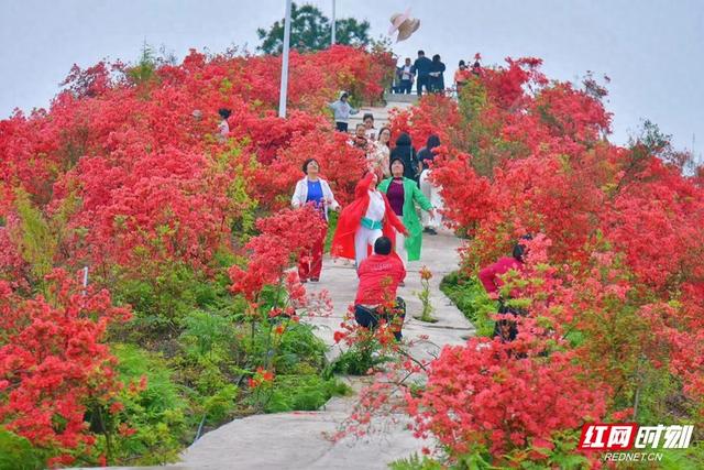 花草新闻社│赏长寿乡最美春色 怀化麻阳高村200亩杜鹃花开