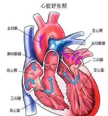 图文详解——心脏瓣膜：主动脉瓣、二尖瓣、肺动脉瓣、三尖瓣