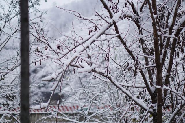 美院遇雪，纷飞间