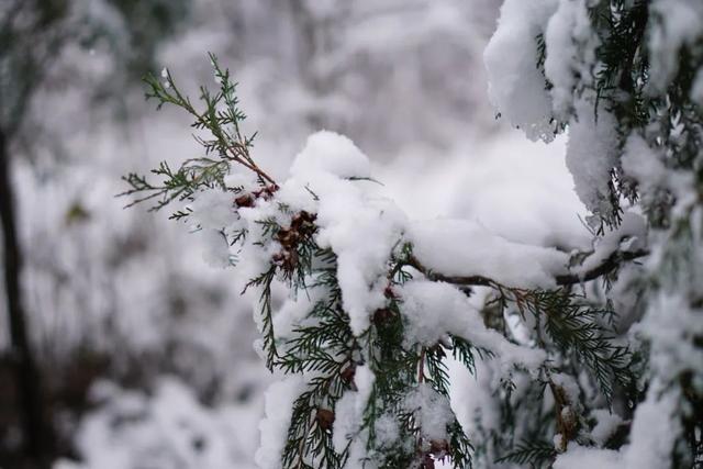 美院遇雪，纷飞间