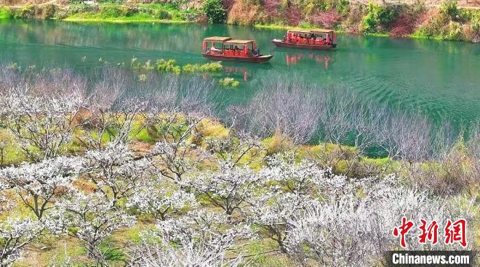 （新春走基层）“中国李乡”广东信宜“花样”过节