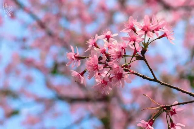 快看！番禺最美“校花”评选，你会pick哪一个？