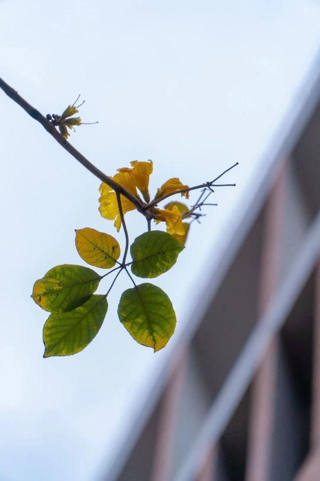 快看！番禺最美“校花”评选，你会pick哪一个？