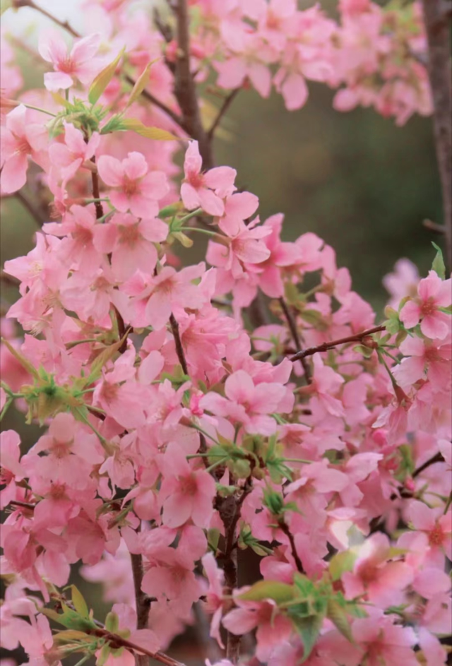 快看！番禺最美“校花”评选，你会pick哪一个？