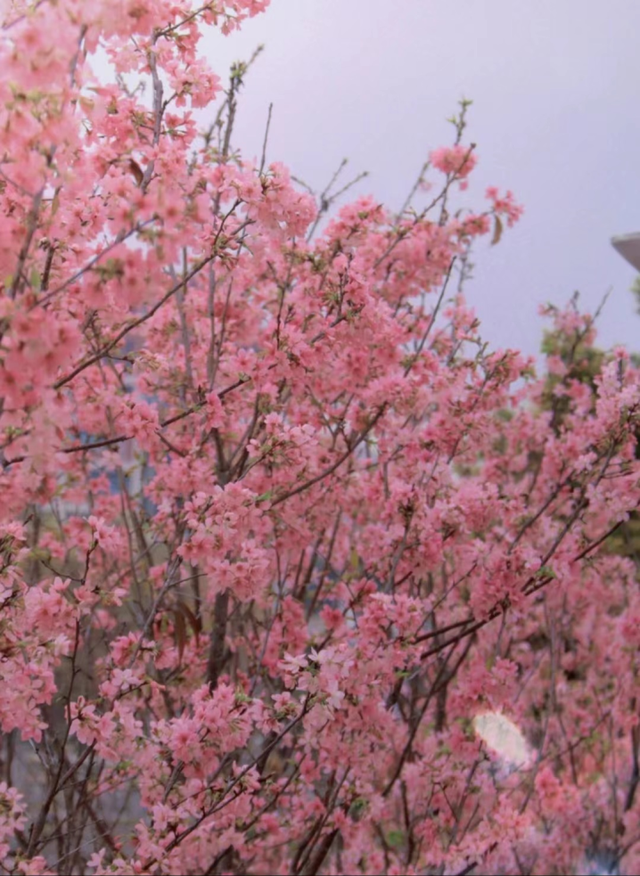 快看！番禺最美“校花”评选，你会pick哪一个？