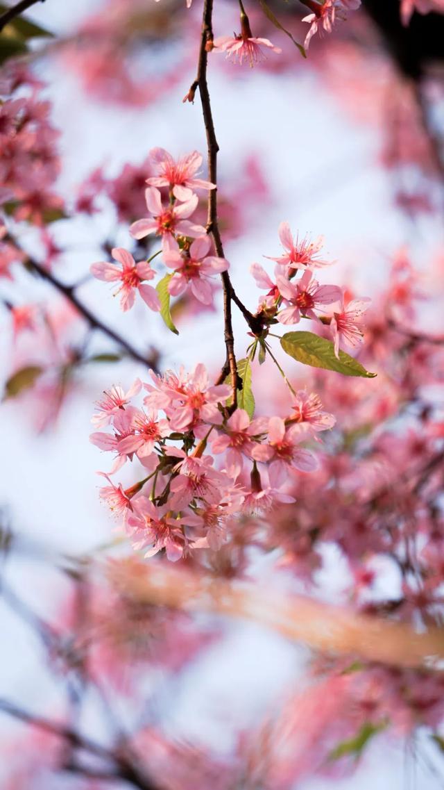 快看！番禺最美“校花”评选，你会pick哪一个？