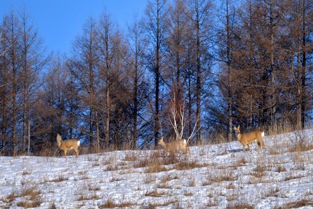 我当猎人最精彩的那几年——（十四）雪地猎杀