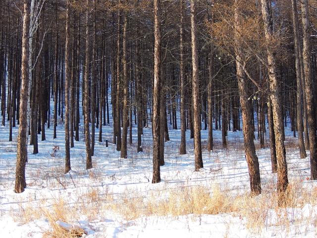 我当猎人最精彩的那几年——（十四）雪地猎杀