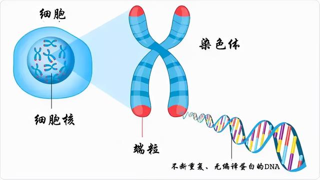 阿丽米罕是中国最长寿的人之一，活了136年，人最多能活多少年？