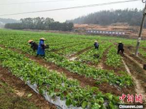 科技赋能乡村振兴 湖南双峰“翡翠菜薹”助农增收