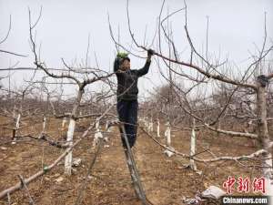 （乡村行·看振兴）山西闻喜：春至农事早 果树修枝忙